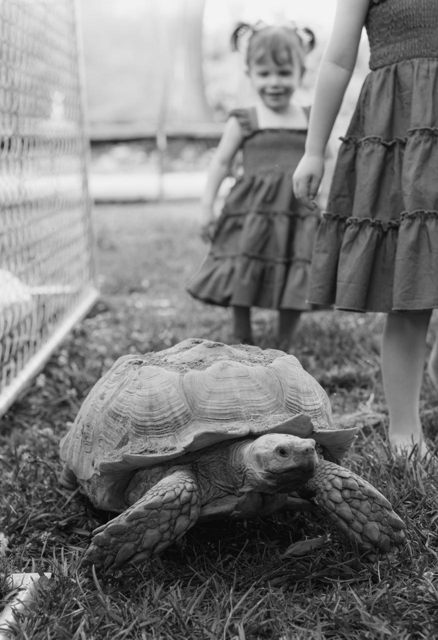 love your pet
