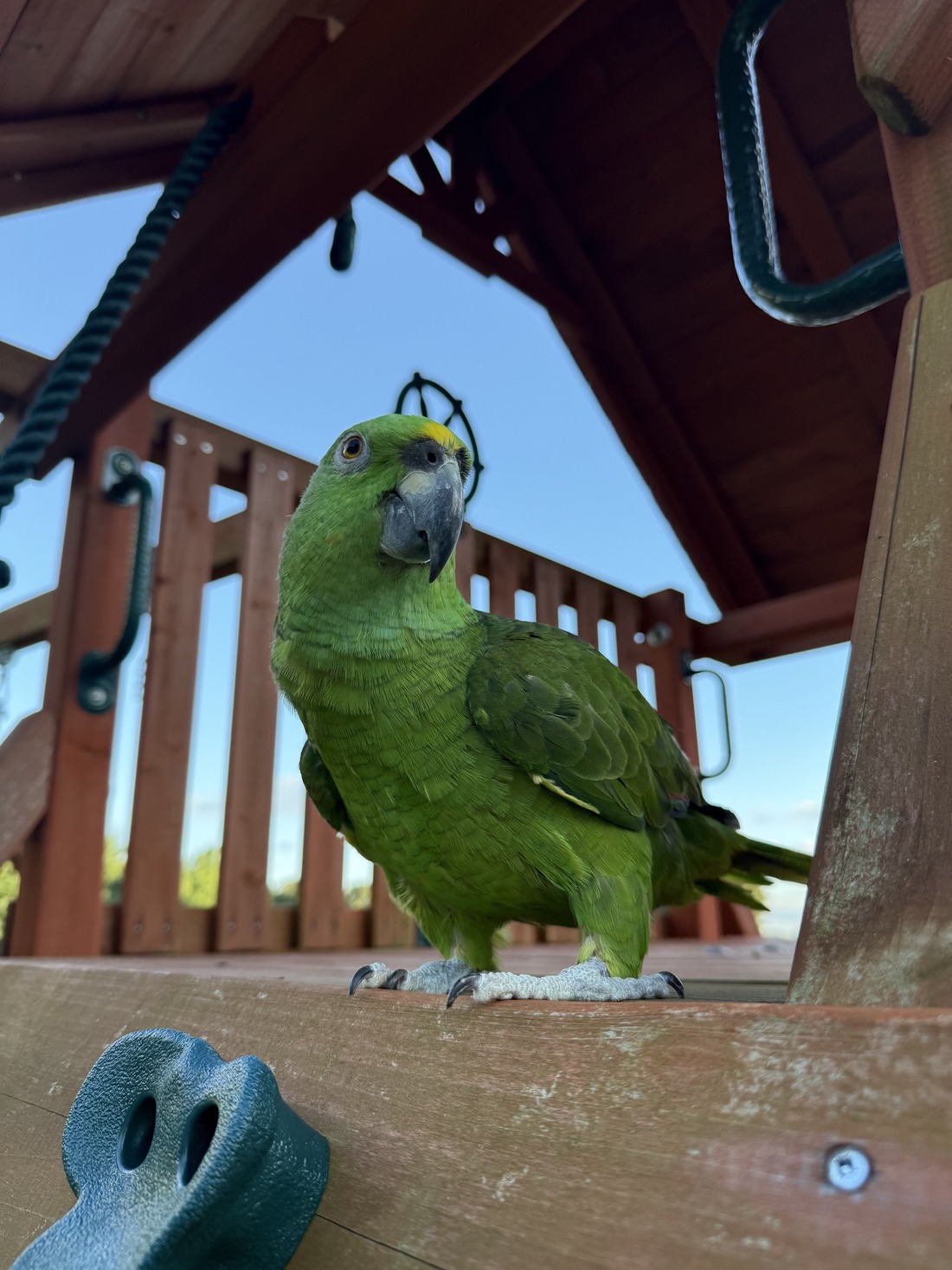 Bird on Playset