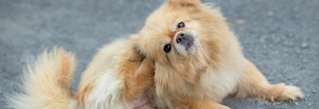 Pomeranian scratching itchy skin caused by allergies