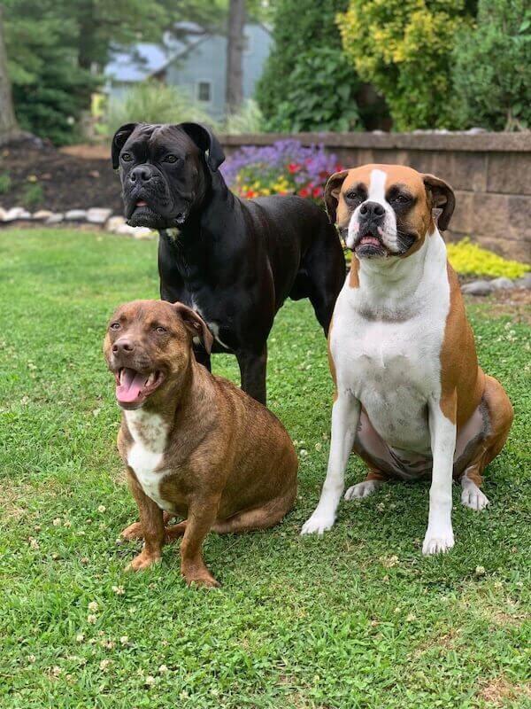Three dogs sitting together on a lawn