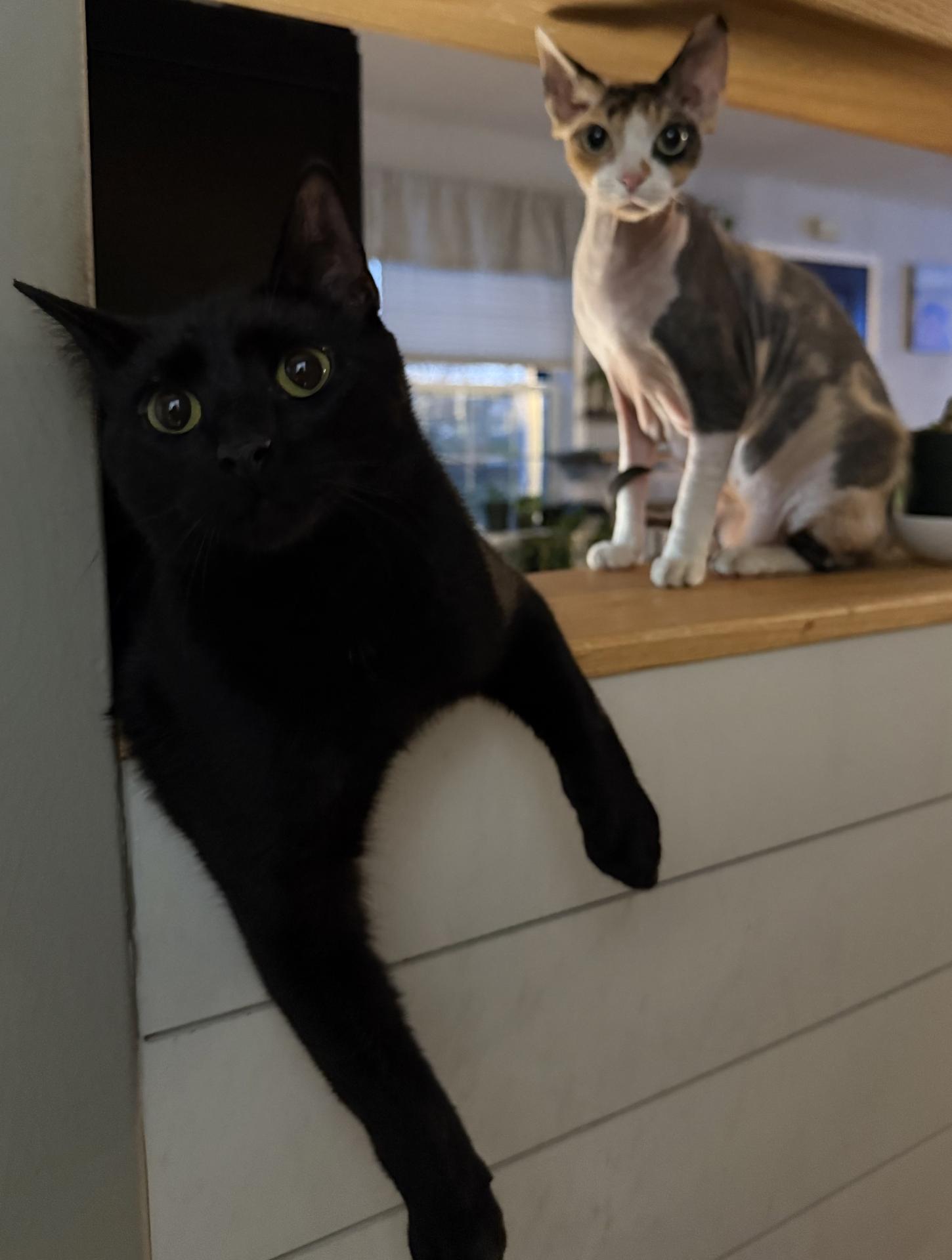 cats