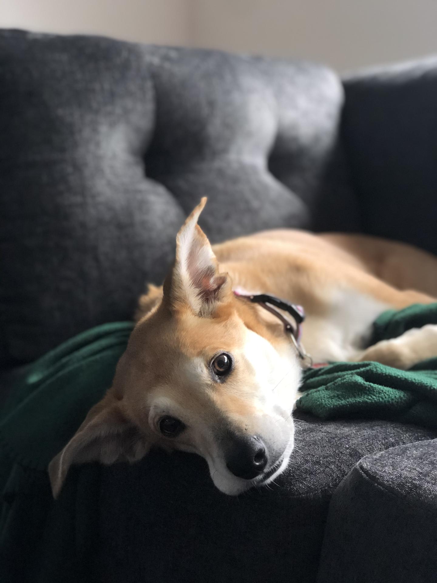dog