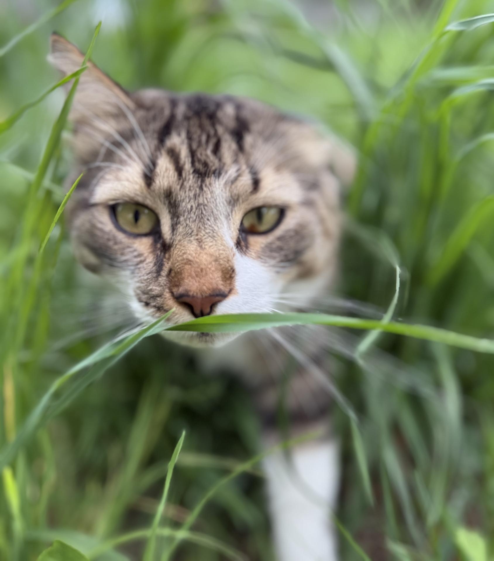 cat