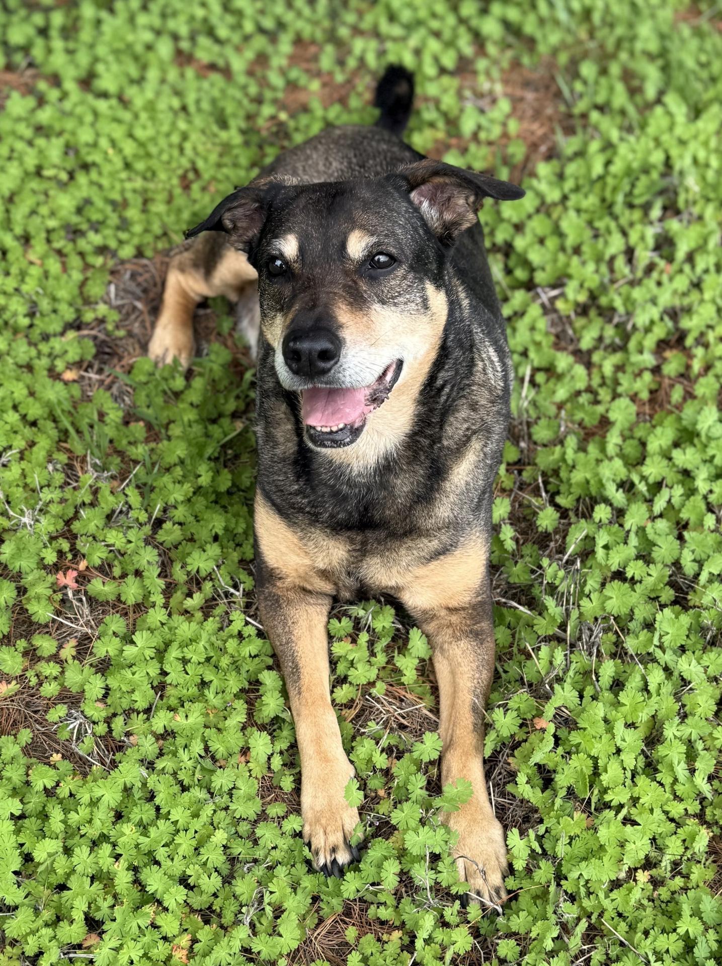 dog