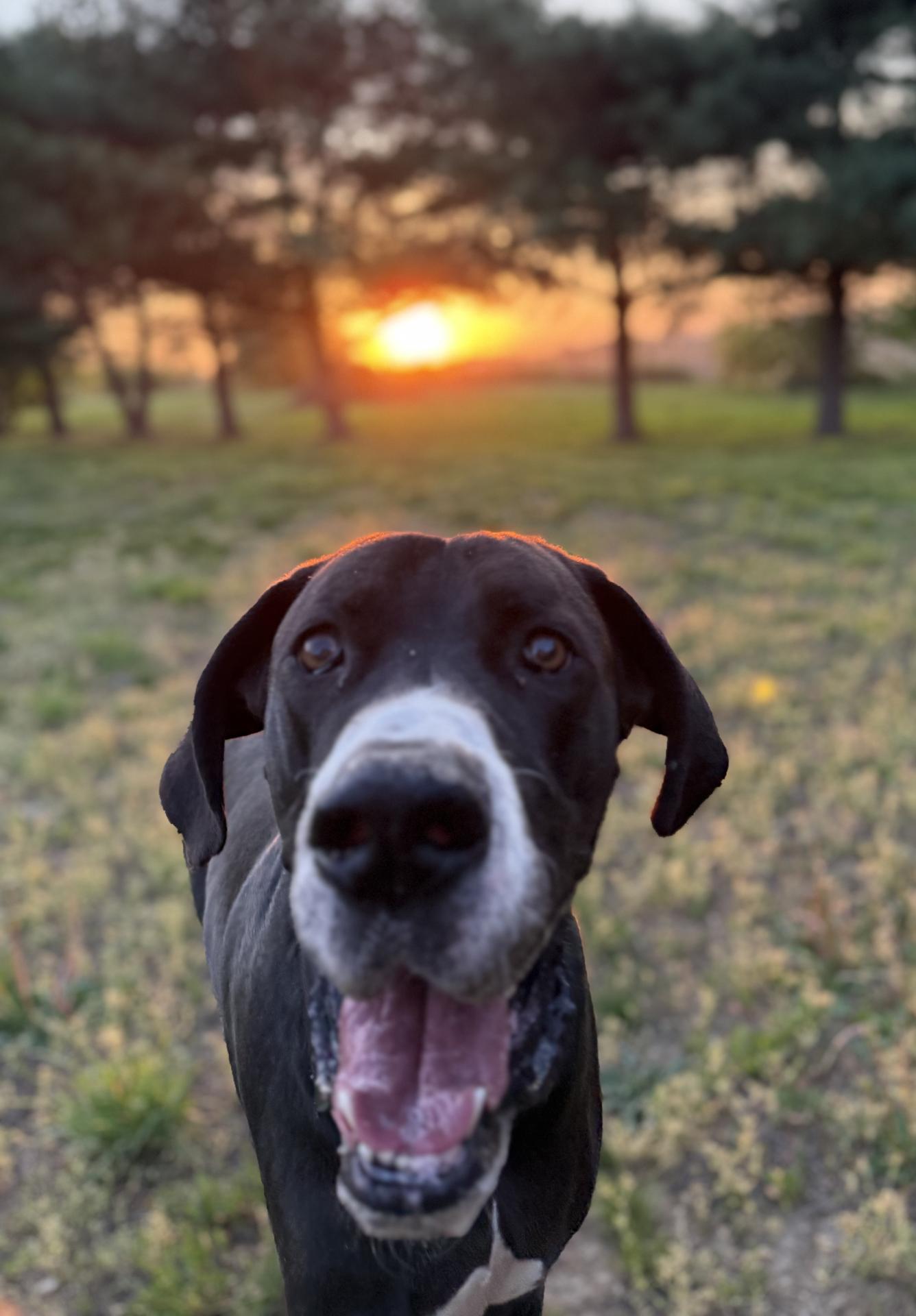 dog