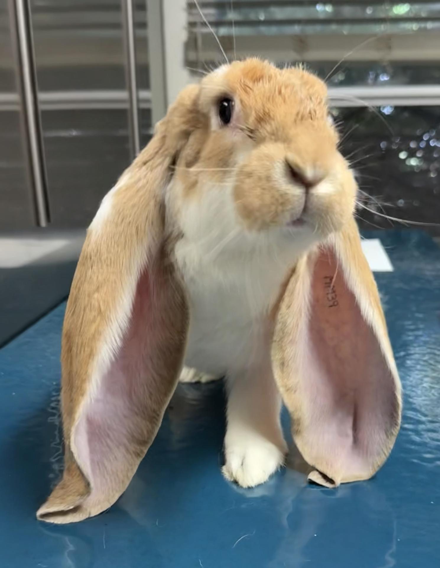 bunny