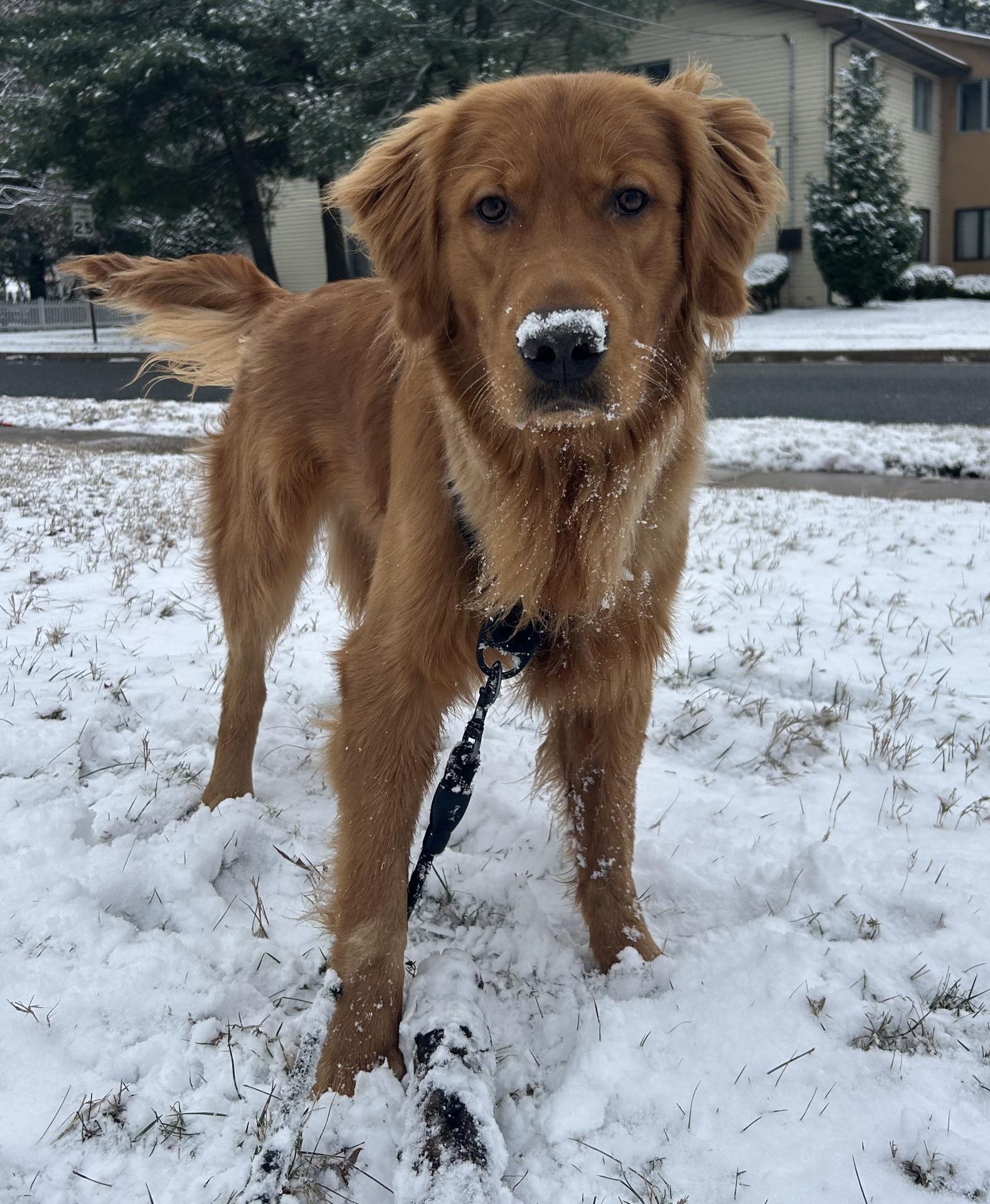 dog