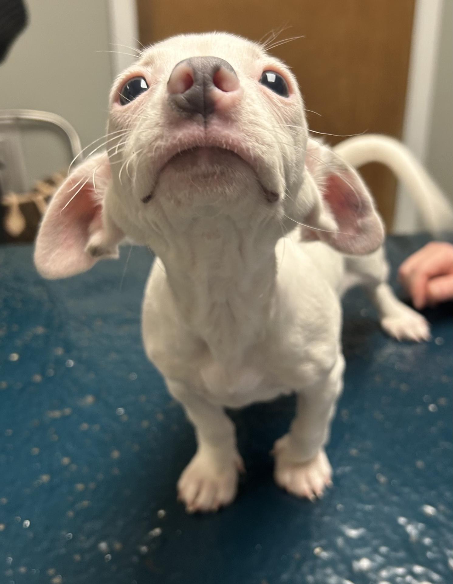 dog