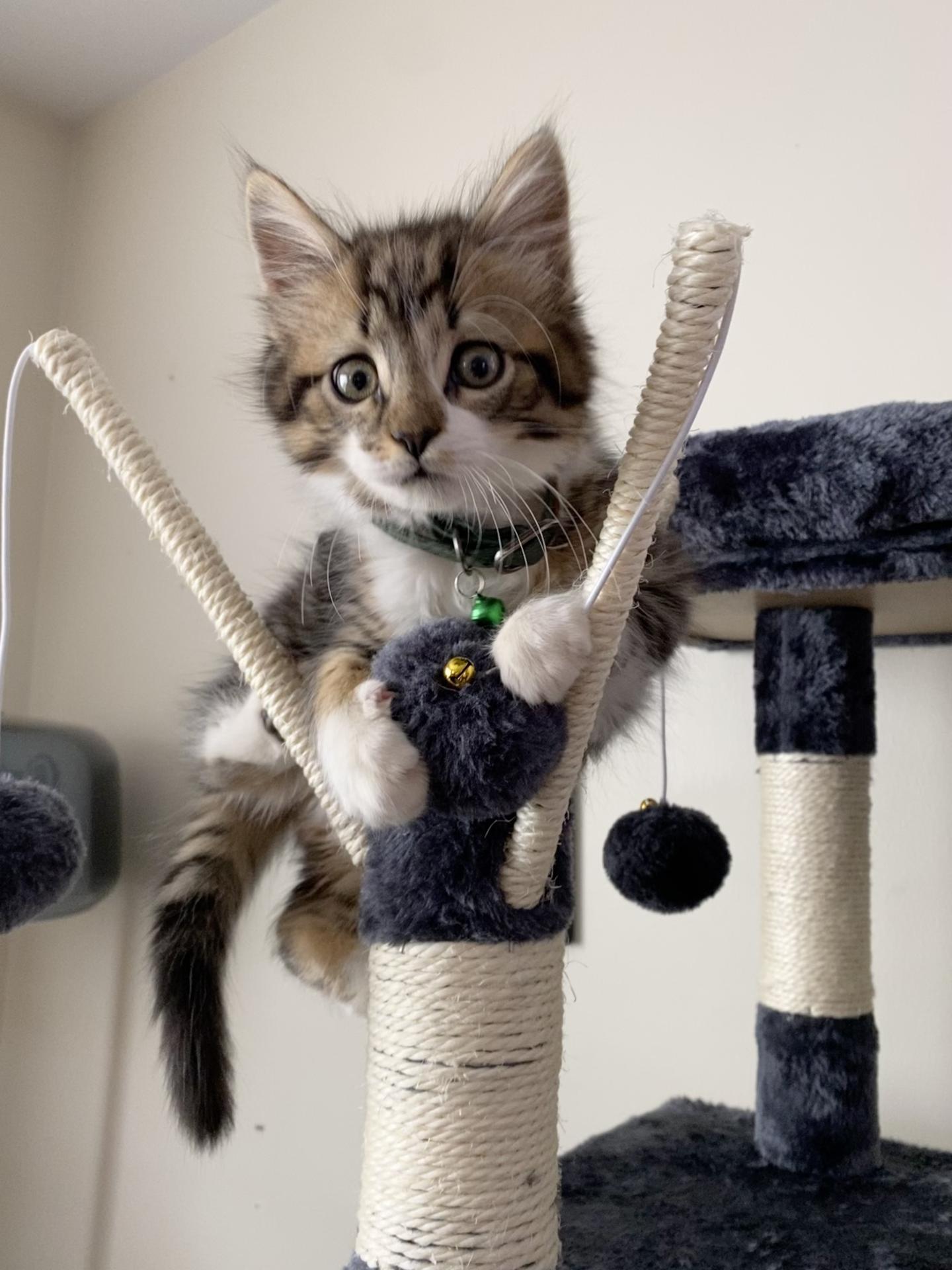 cat