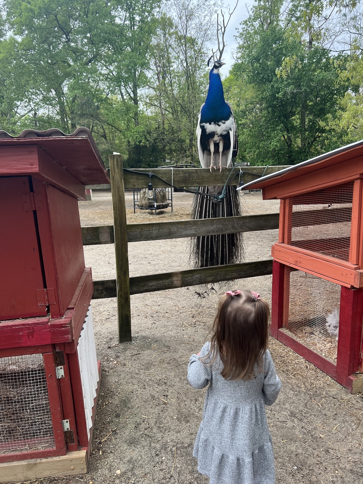 Child with peacock 