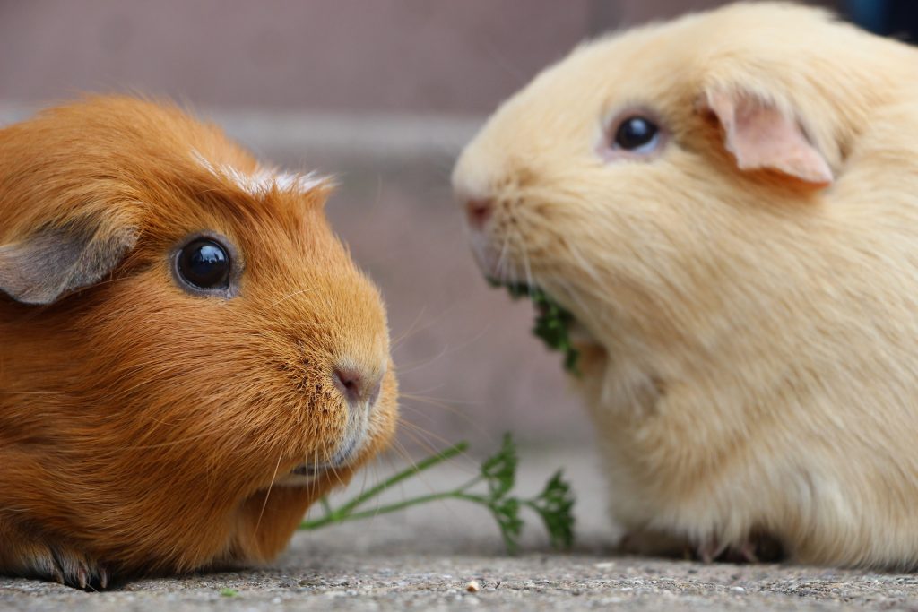 piggies piggies