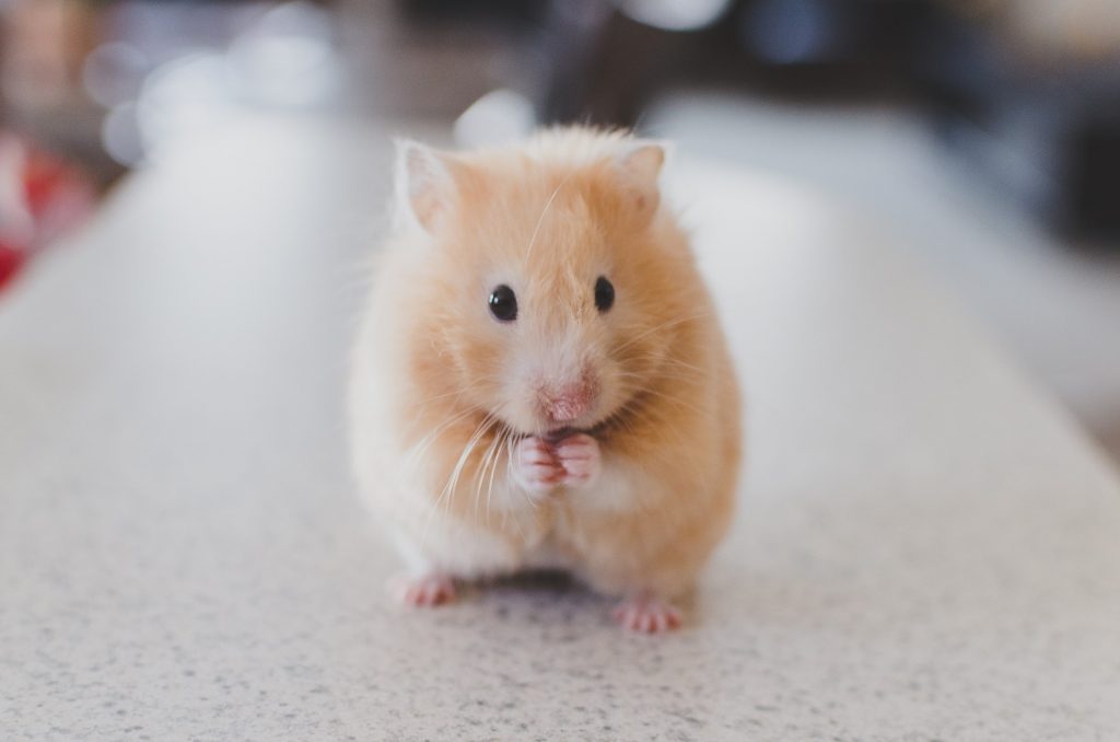 hamster hamster
