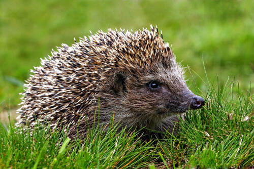 Hedgehog Hedgehog