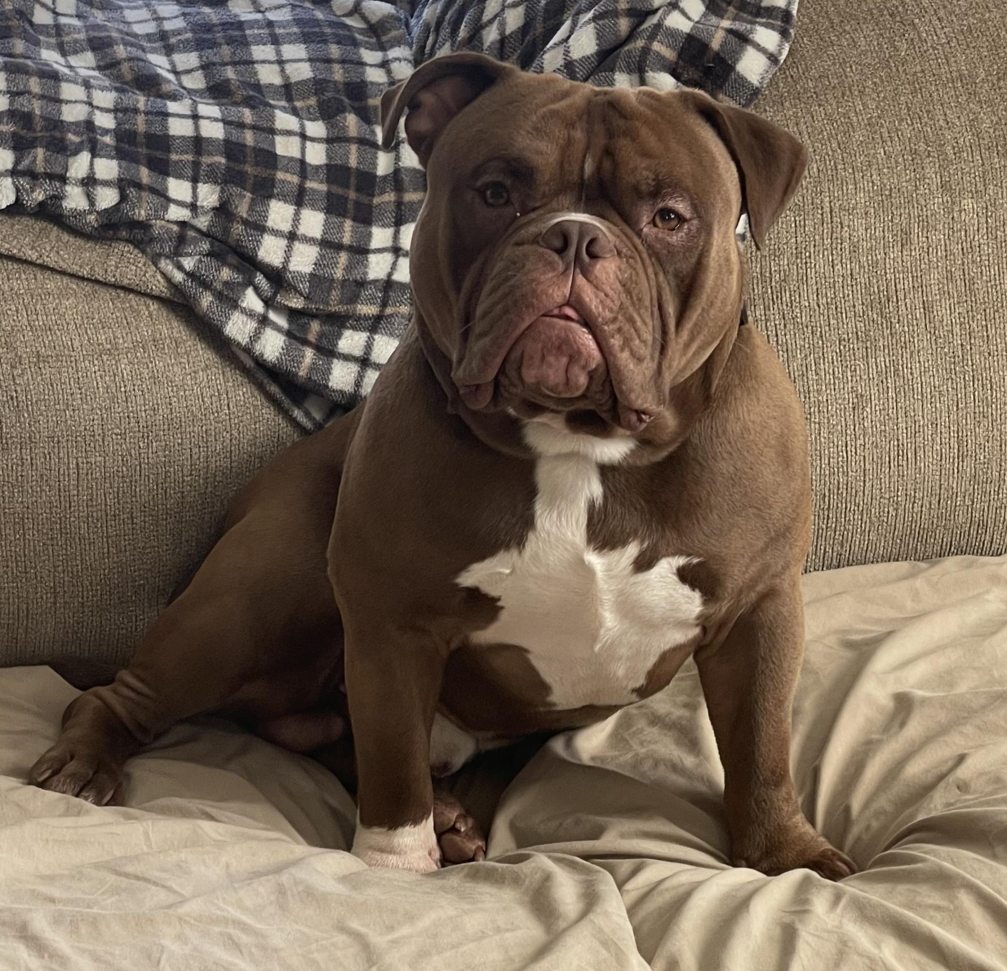 dog