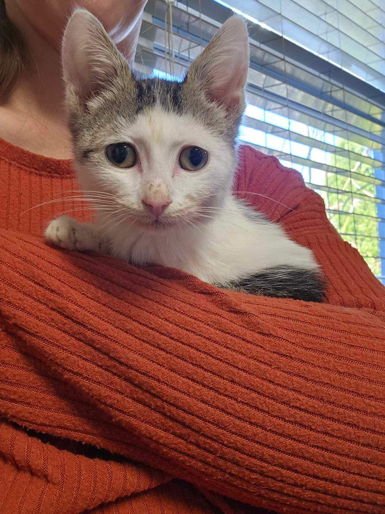 Kitten Rise Again Rescue