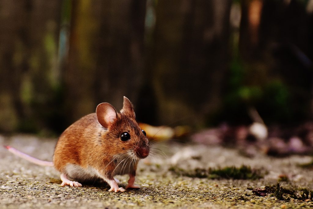 mouse mouse