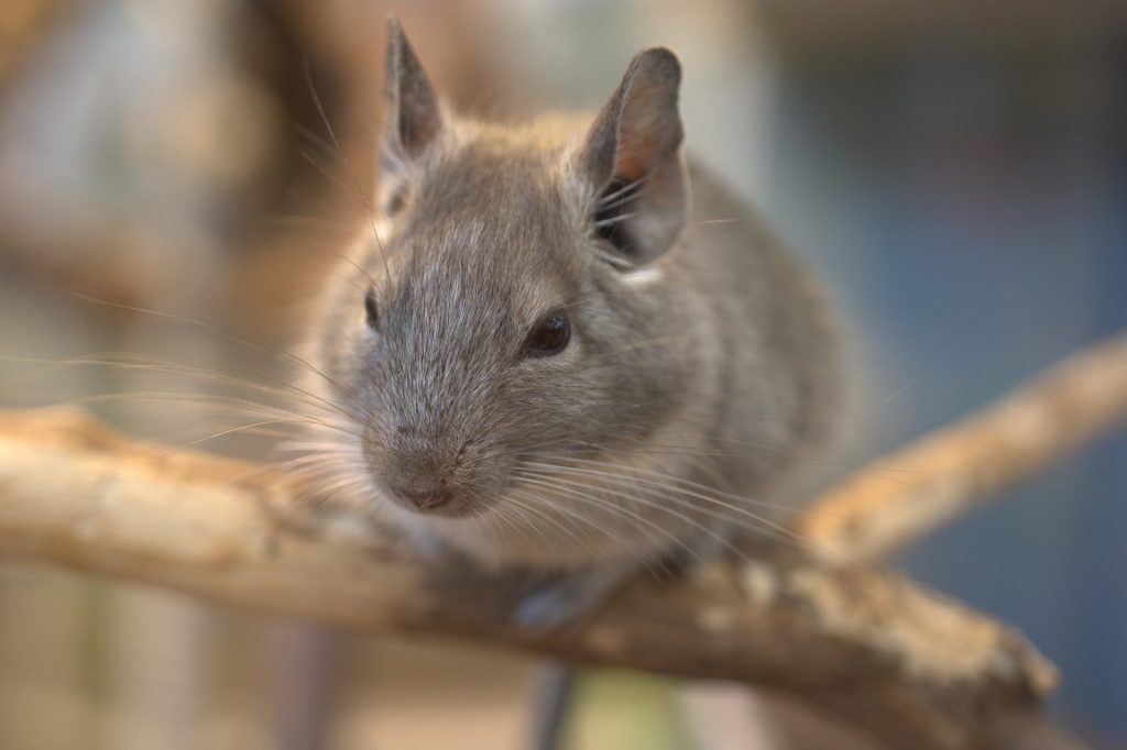Chinchilla Chinchilla