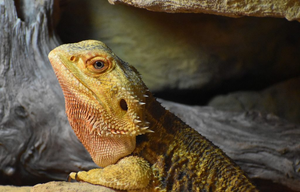 bearded dragon bearded dragon