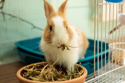 rabbit care rabbit care