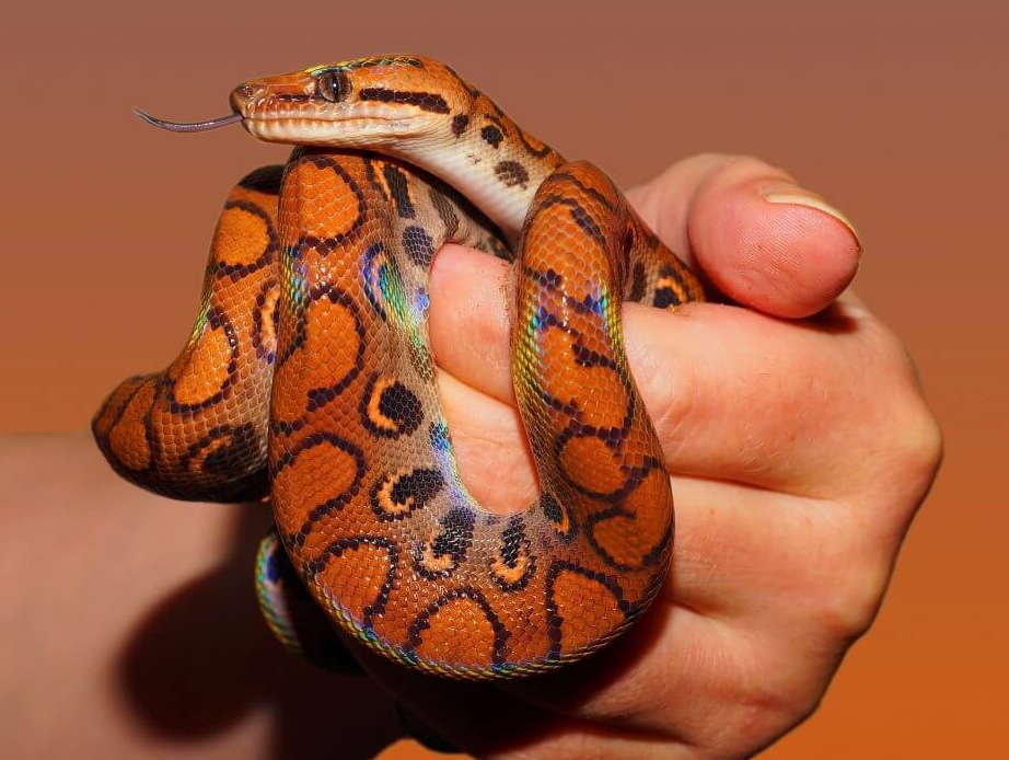 python python