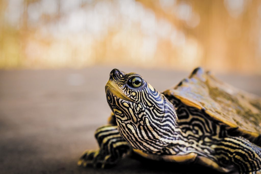 turtles turtles