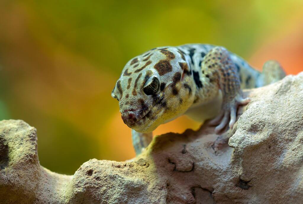 gecko gecko