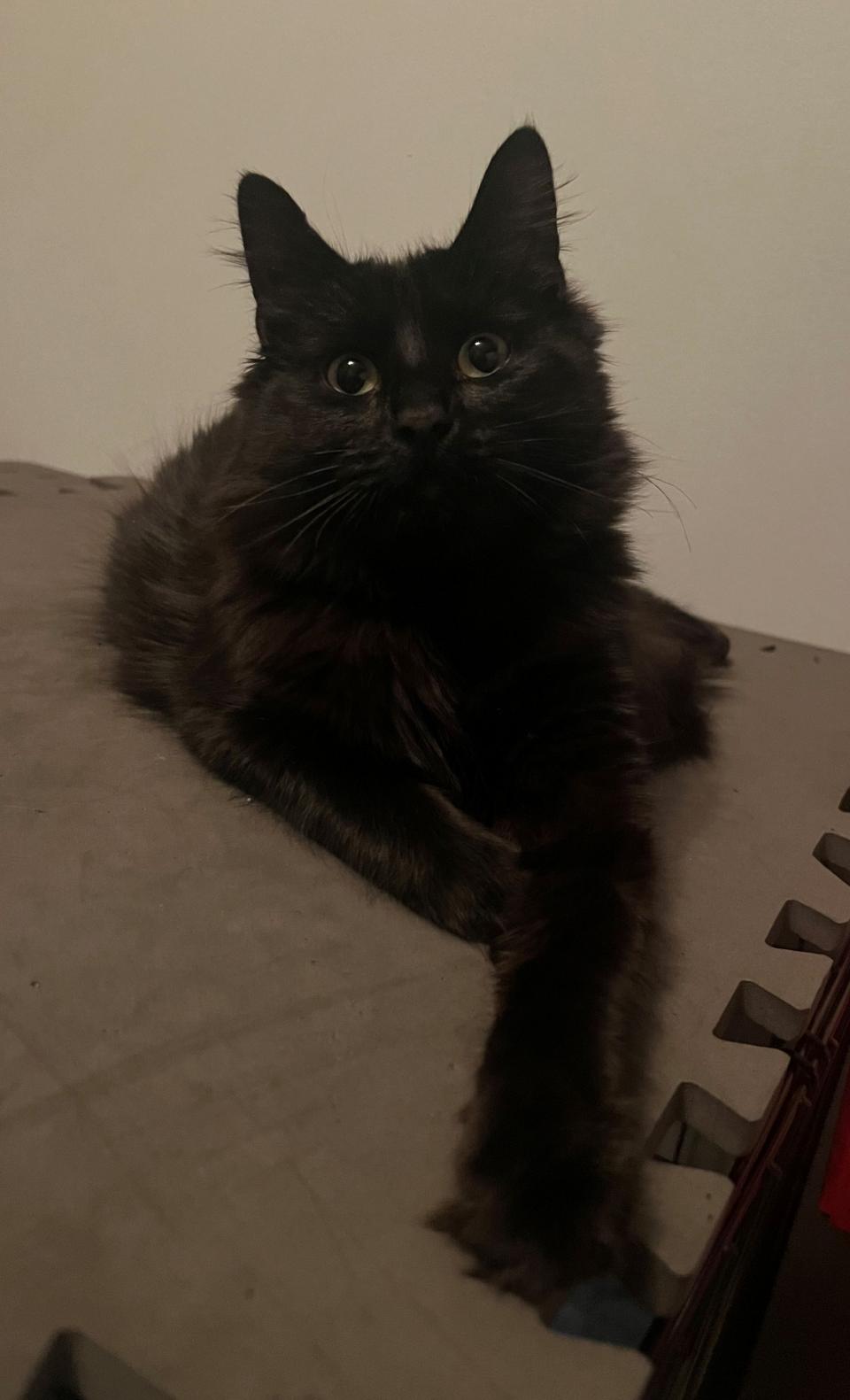 Kitty