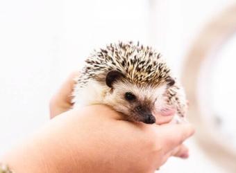 Exotic Pets: Care and Legal Considerations