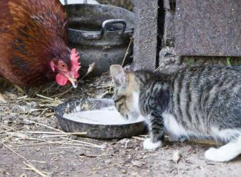 Bird Flu and Cats: