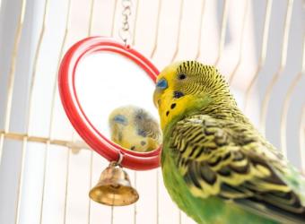 Preparing To Be A Bird Owner