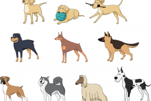 A Guide To Different Dog Breeds